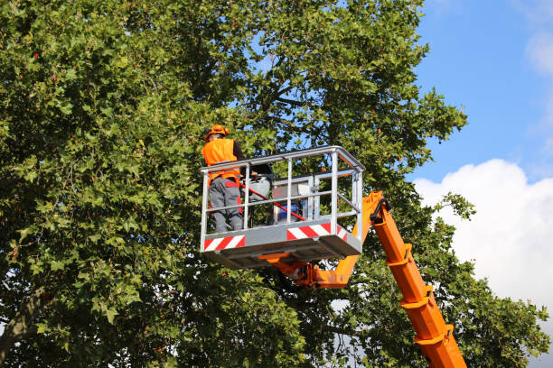 Tree and Shrub Care